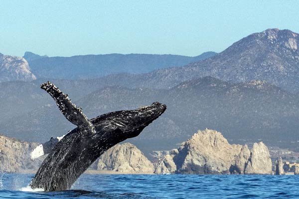 massi_cycling_tours_baja_california_600_05